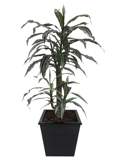 Dracena Variegata