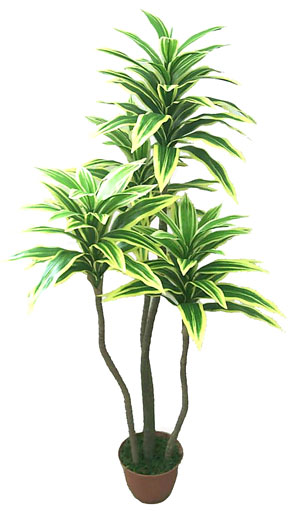 Dracena Variegata