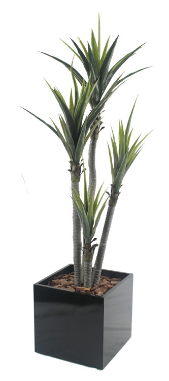 Dracena verde