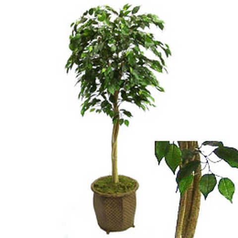 Ficus