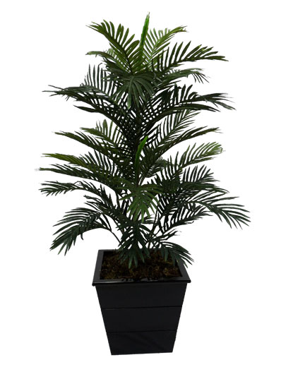 Palmeira Areca