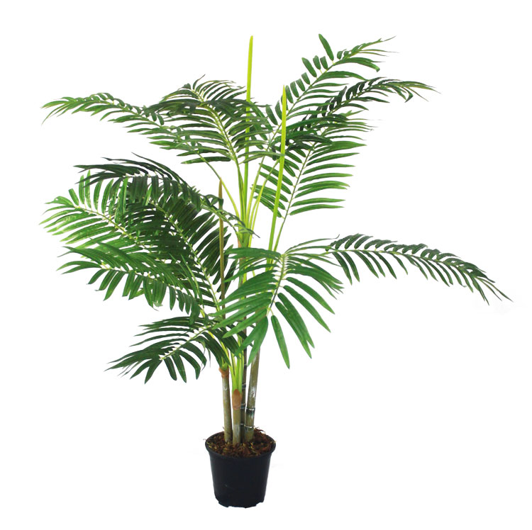 Palmeira Areca