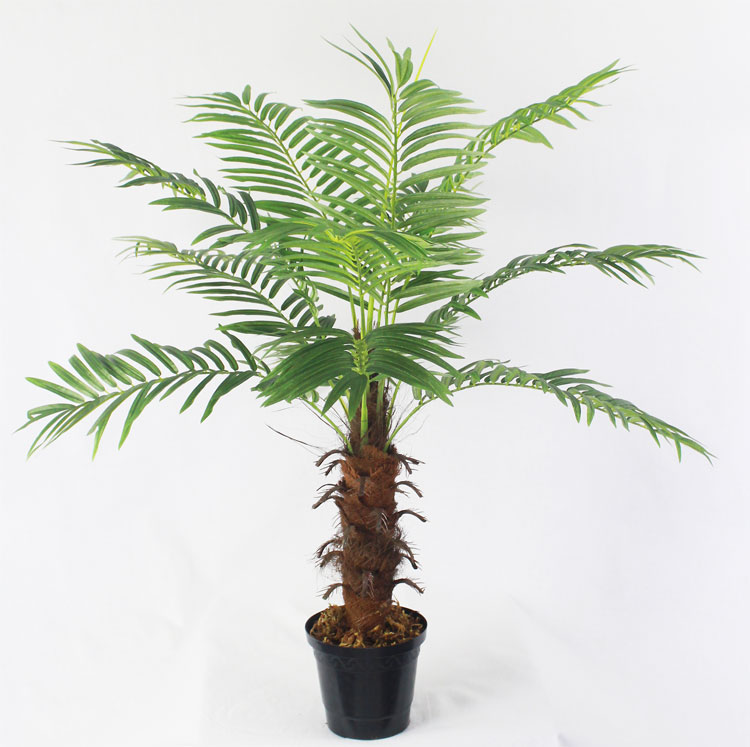 Palmeira Areca